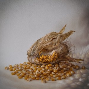 Golden Corn Harvest by Marie-anne Stas