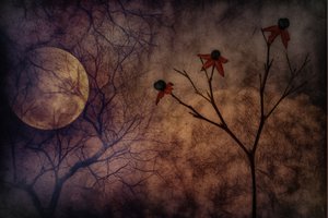 Mysterious Moonlit Flowers