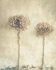 Rustic Dried Flowers