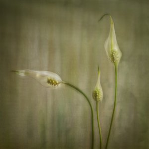 Serene Lily Blooms