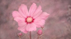 Soft Pink Cosmos by Marie-anne Stas