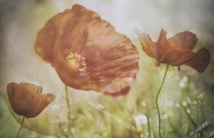 Soft Red Poppies