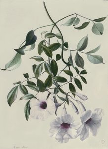 Jasmine by Marie Anne