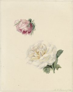 Studies of a Pink and a White Rose by Marie Louise Praetorius