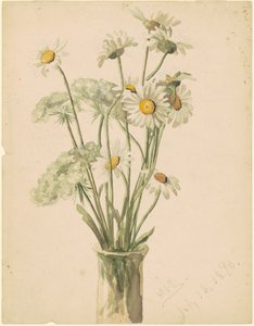 Daisies and Queen Ann
