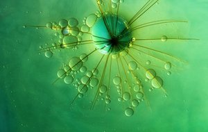 Green Bubble Starburst by Marijose Cueli