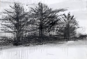 Trees by Marina Falco