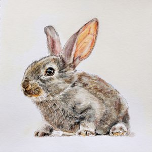 Cute Baby Bunny by Marina Kozyr