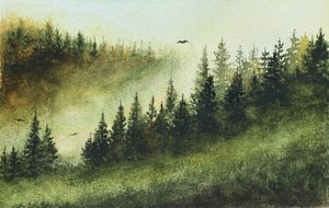 Misty Evergreen Forest