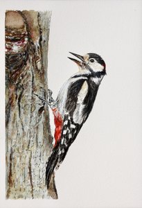 Spotted Woodpecker Perched