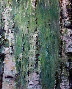 Green Mossy Birch Bark by Marina Nelson