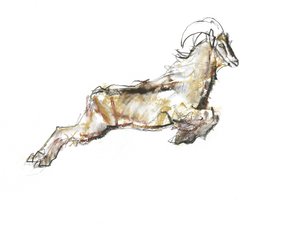 Arabian Tahr, 2009 by Mark Adlington
