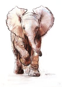 Baby Elephant, Loisaba