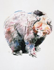 Bear