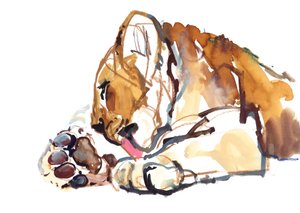 Grooming Cub