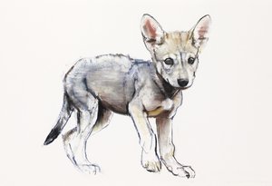 Hesitating Arabian Wolf Pup (2009) by Mark Adlington