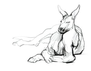 Resting Athlete (Red Kangaroo), 2012 by Mark Adlington