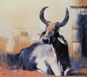 Sacred Cow, Bhuj, 1996