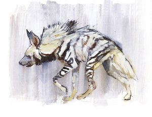Striped Hyaena, 2010