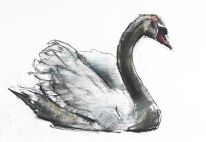 Swan