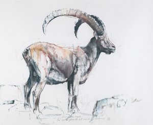 Venerando Stambecco, 2006 by Mark Adlington