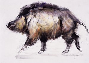 Wild Boar