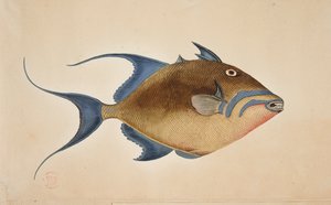 A fish