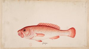 A fish.