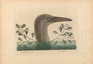 The Great Booby, Plate 86 from the 
