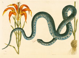Anguis, the Wampum Snake, Plate 58, Vol. 1 from the 