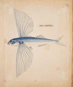 Boladora, A flying fish by Mark Catesby