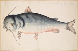 Keetrauk. Some 2 foote and a halfe in length, A Catfish? by Mark Catesby