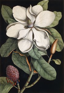 Laurel Tree