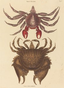 Red Mottled Rock-crab Cancer grapsus, published 1731-1743 by Mark Catesby