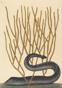 The Black Muray Muraenae helenae varietas