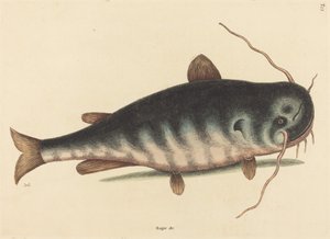 The Cat Fish Silurus catus
