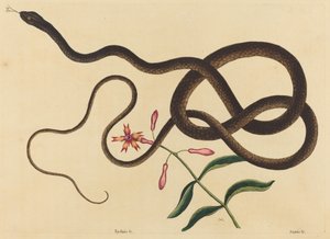 The Coach-Whip Snake