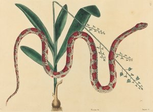 The Corn Snake by Mark Catesby