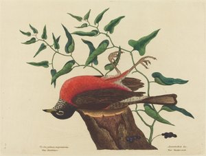 The Fieldfare of Carolina