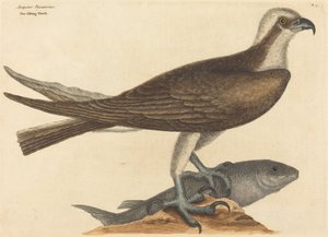 The Fishing Hawk Falco haliaetus