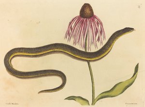 The Glass Snake