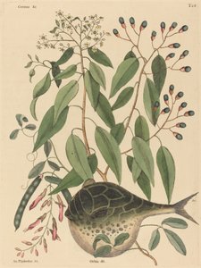 The Globe Fish