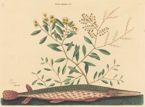The Green Gar Fish Esox osseus, published 1731-1743 by Mark Catesby