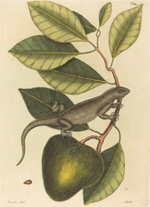 The Guana Lacerta Iguana
