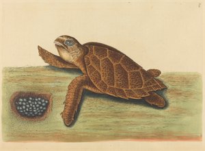 The Hawks-bill Turtle Testudo caretta by Mark Catesby