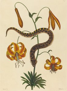The Hog-nose Snake by Mark Catesby