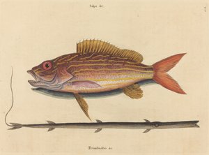 The Lane-snapper Sparus synagris
