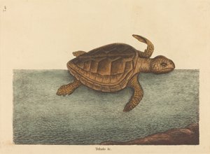 The Loggerhead Turtle Testudo Cavanna by Mark Catesby