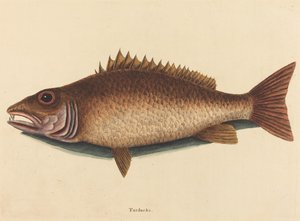 The Mangrove Snapper Labrus griseus, published 1754