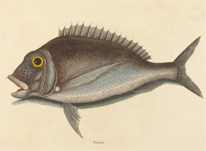 The Porgy Sparus Chrysops
